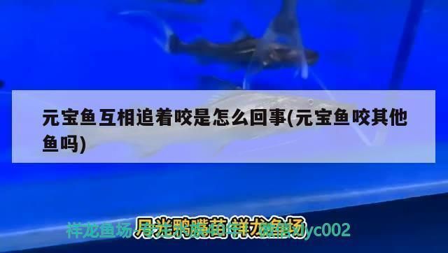 龍魚被壓制：如何防止金龍魚被小魚咬傷