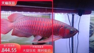 龍魚(yú)價(jià)位：2024年龍魚(yú)價(jià)格因品種、大小、色澤和品種等因素而異