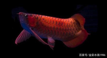 紅龍魚有名的漁場【紅龍魚養(yǎng)殖漁場排名】