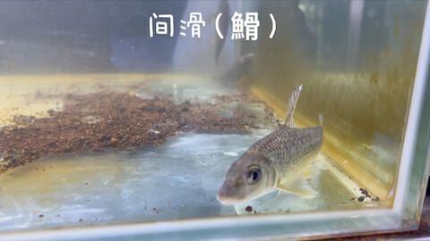 三龍魚混養分享：三龍魚混養分享三龍魚混養分享三龍魚混養分享