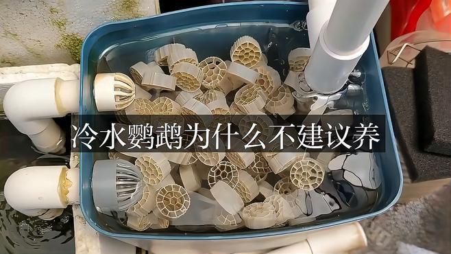 冷水鸚鵡魚最建議買嗎