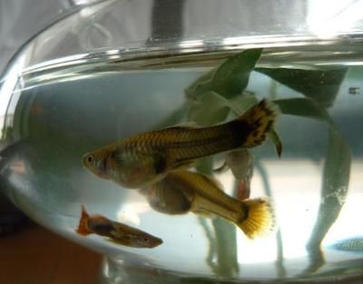 龍魚死了有什么預兆的說說（龍魚死亡的預兆） 龍魚死了有什么預兆的說說（龍魚死亡的預兆） 龍魚百科