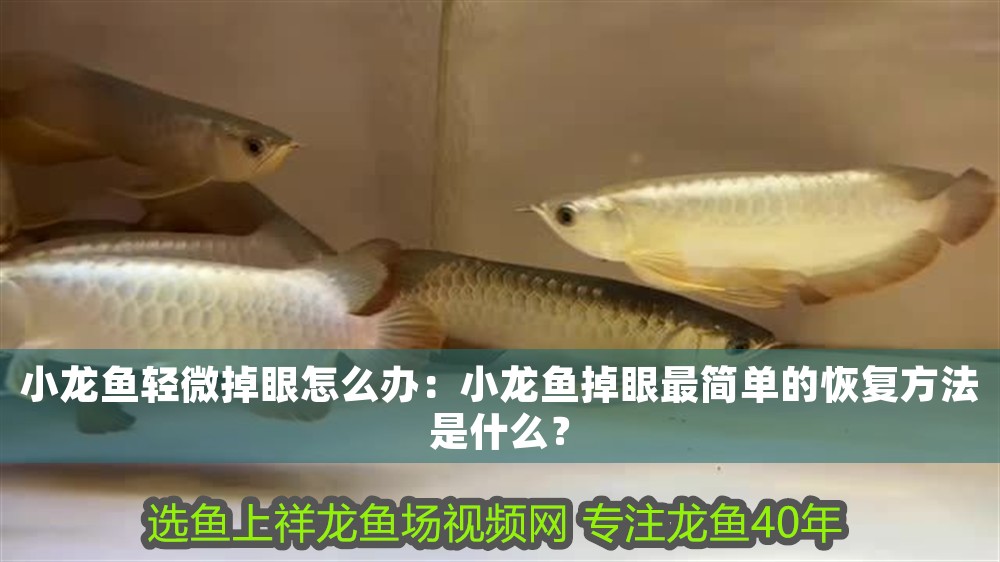 小龍魚輕微掉眼怎么辦：小龍魚掉眼最簡單的恢復方法是什么？