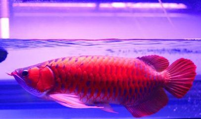 最好的龍魚燈是什么燈光啊：最佳龍魚燈光選擇技巧分享，龍魚燈光選擇技巧分享
