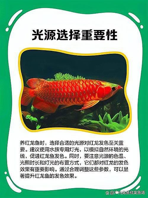 紅龍魚怎么看品相圖片欣賞