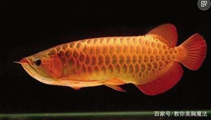 養龍魚加什么鹽最好：養龍魚并不一定需要加鹽， 養龍魚加什么鹽最好：養龍魚并不一定需要加鹽， 龍魚百科 第1張