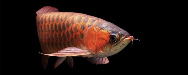 家里養幾條金龍魚最好（家里養幾條金龍魚最好，養幾條最旺財，） 家里養幾條金龍魚最好（家里養幾條金龍魚最好，養幾條最旺財，） 龍魚百科 第3張