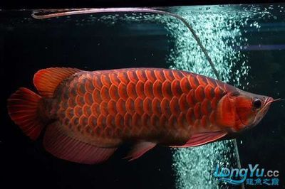 紅龍魚兜嘴分幾個級別（關于紅龍魚兜嘴分幾個級別的問題）