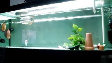 龍魚吃冰凍蝦一般吃幾度的：龍魚吃冰凍蝦一般吃幾度