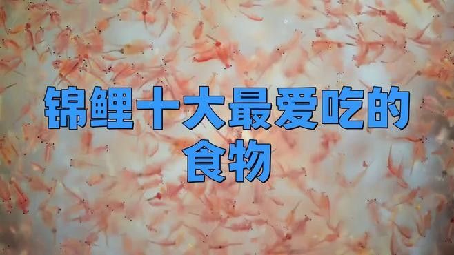 龍魚和錦鯉的食物有哪些？