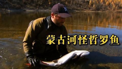 蒙古魚品種
