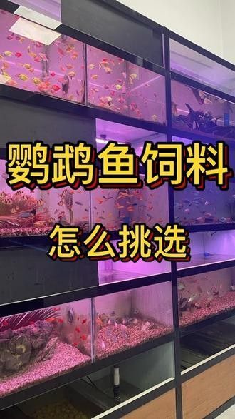 銀龍魚能吃鸚鵡魚飼料嗎視頻 銀龍魚能吃鸚鵡魚飼料嗎視頻 龍魚百科 第1張