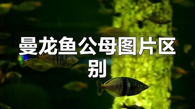 如何鑒別曼龍魚的雌雄？