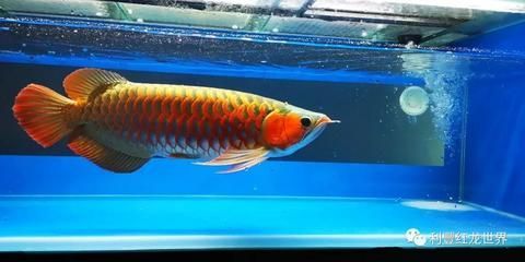 金龍魚吃大麥蟲后拒食了：金龍魚吃大麥蟲后拒食怎么辦