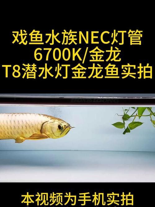金龍魚燈哪個品牌好用