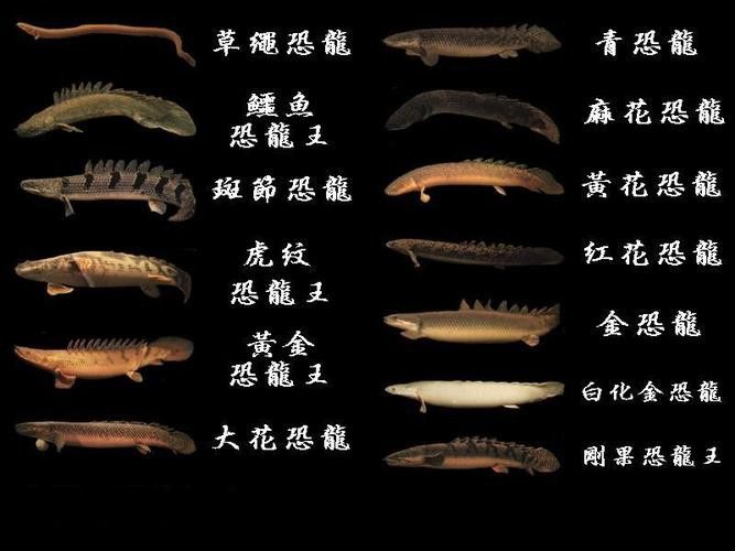 恐龍王魚與虎紋恐龍魚 恐龍王魚與虎紋恐龍魚 龍魚百科 第2張
