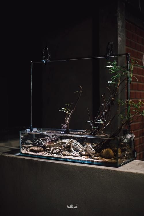 恐龍王魚與虎紋恐龍魚 恐龍王魚與虎紋恐龍魚 龍魚百科 第6張