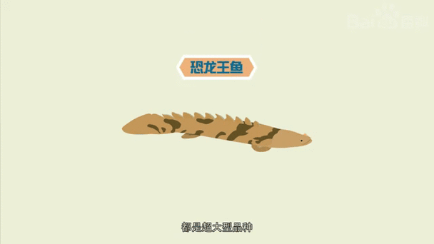 恐龍王魚與虎紋恐龍魚 恐龍王魚與虎紋恐龍魚 龍魚百科 第4張