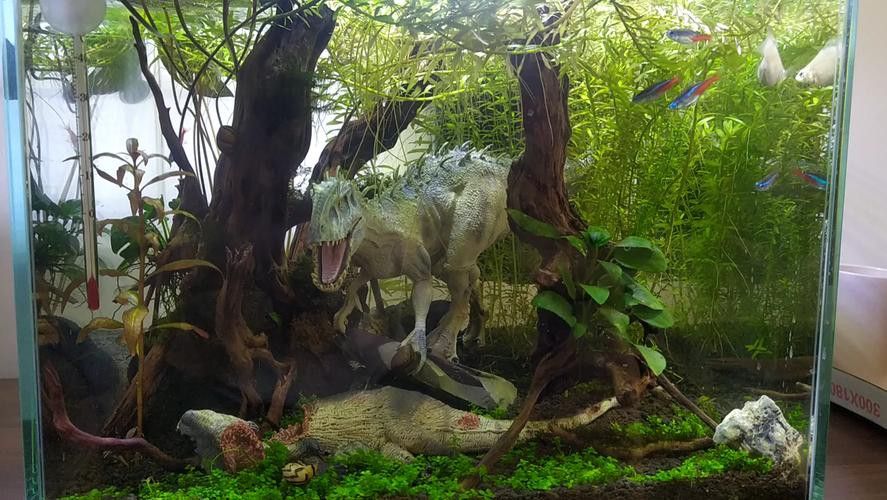 恐龍王魚與虎紋恐龍魚 恐龍王魚與虎紋恐龍魚 龍魚百科 第7張