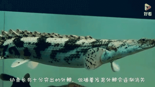 恐龍王魚與虎紋恐龍魚 恐龍王魚與虎紋恐龍魚 龍魚百科 第3張