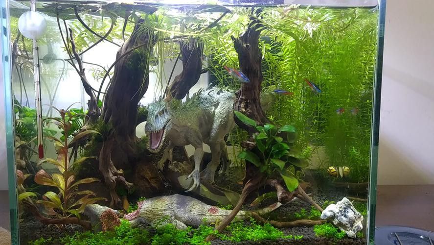 恐龍王魚與虎紋恐龍魚 恐龍王魚與虎紋恐龍魚 龍魚百科 第10張