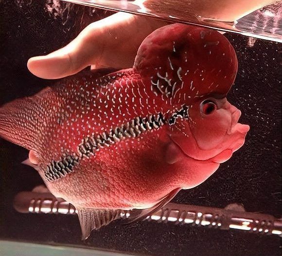 羅漢魚20厘米了還會起頭嗎