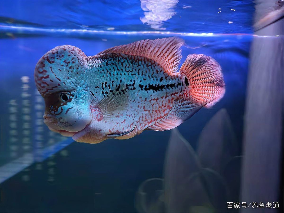 羅漢魚20厘米了還會起頭嗎