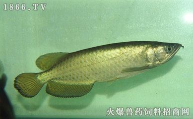 星點(diǎn)龍魚(yú)能長(zhǎng)多大（星點(diǎn)龍魚(yú)在理想條件下可以長(zhǎng)到多大的尺寸以下是關(guān)于星點(diǎn)龍魚(yú)的信息）