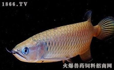 星點(diǎn)龍魚(yú)能長(zhǎng)多大（星點(diǎn)龍魚(yú)在理想條件下可以長(zhǎng)到多大的尺寸以下是關(guān)于星點(diǎn)龍魚(yú)的信息）
