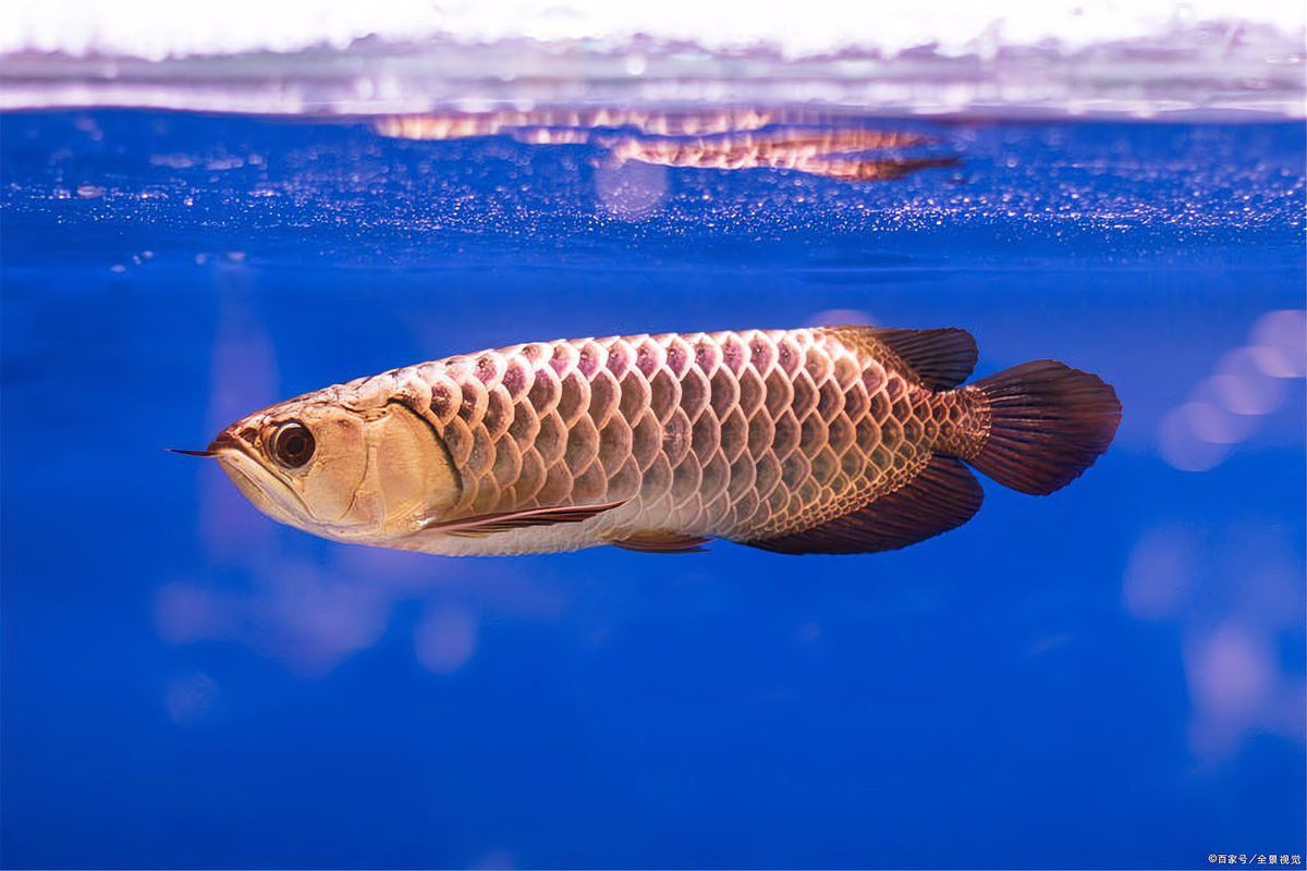 金頭金龍和過背金龍哪個更好養？