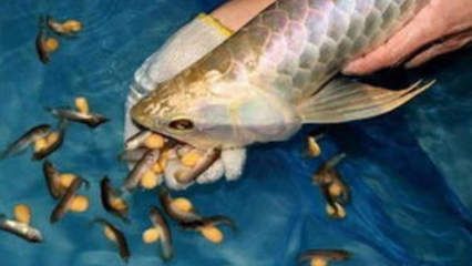 金龍魚可以吃蝦嗎：金龍魚可以吃蝦嗎，