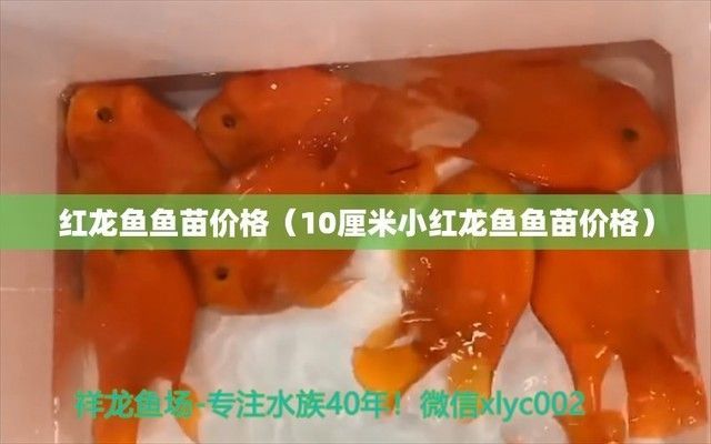 紅龍魚幼苗在哪里批發好呢（廣州紅龍魚幼苗批發市場）