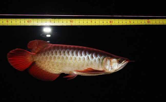 龍魚體形多大定型，龍魚體形定型的最佳年齡 龍魚體形多大定型，龍魚體形定型的最佳年齡 龍魚百科 第1張