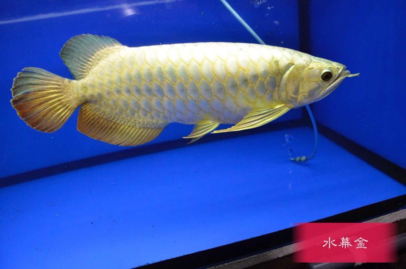 金龍魚(yú)長(zhǎng)什么樣子，金龍魚(yú)的外觀特征