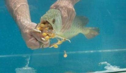 金龍魚長什么樣子，金龍魚的外觀特征