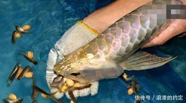 金龍魚(yú)長(zhǎng)什么樣子，金龍魚(yú)的外觀特征