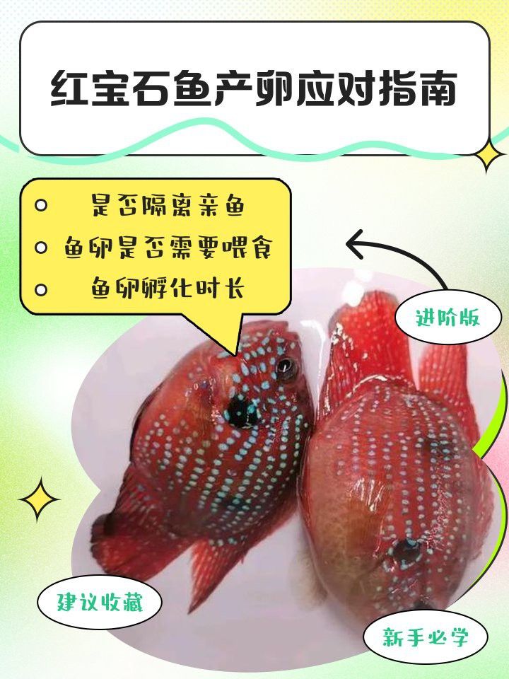 紅金龍魚繁殖后親魚如何恢復？
