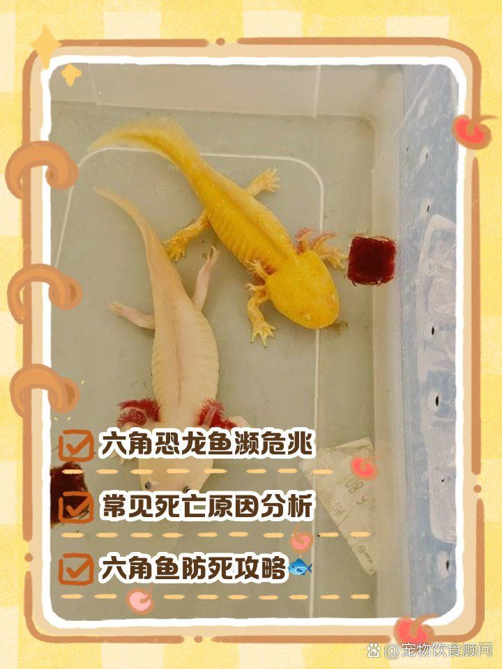 如何判斷六角恐龍魚是否中暑