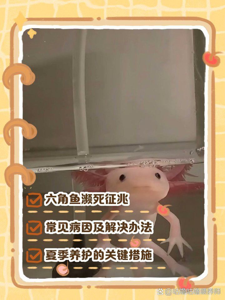 如何判斷六角恐龍魚是否中暑