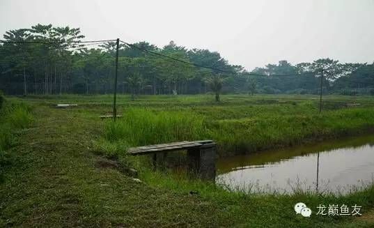 加里曼丹龍魚漁場【加里曼丹龍魚漁場的養殖方法】 加里曼丹龍魚漁場【加里曼丹龍魚漁場的養殖方法】 龍魚百科 第5張