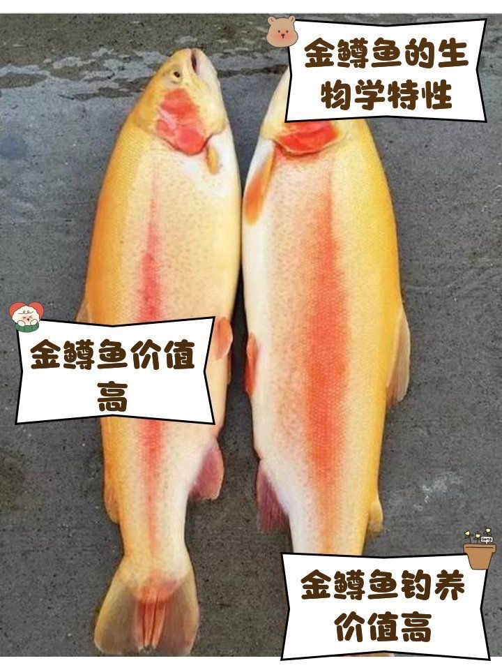 金鱒魚的毒性有多強(qiáng) 金鱒魚的毒性有多強(qiáng) 龍魚百科 第1張