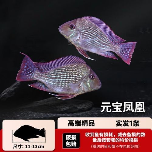 龍魚混養最佳搭配圖片視頻 龍魚混養最佳搭配圖片視頻 龍魚百科 第14張