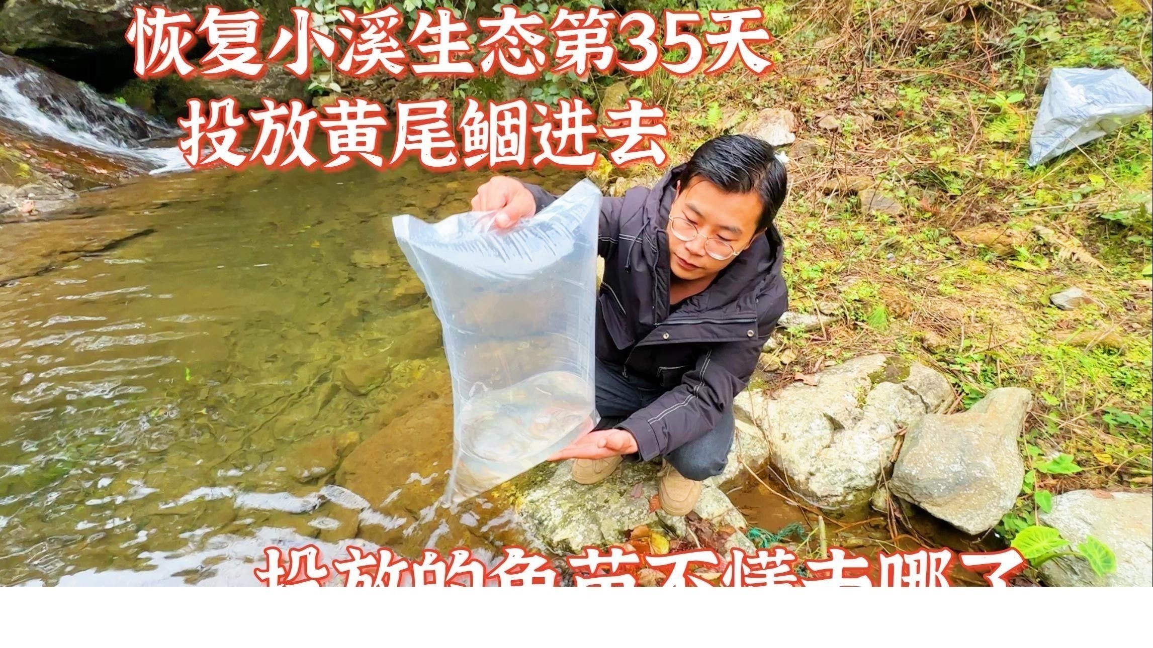 黃尾龍魚價格行情