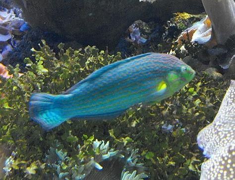 黃尾龍魚價(jià)格行情