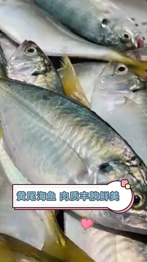 黃尾龍魚價(jià)格行情