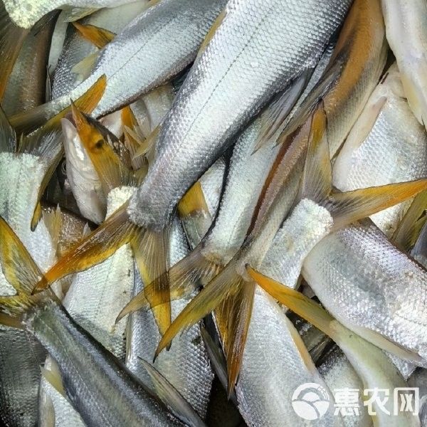 黃尾龍魚價格行情