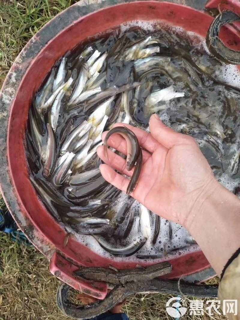 黃尾龍魚價格行情
