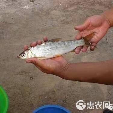 黃尾龍魚價格行情