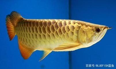 根據龍魚的分布區(qū)域可將龍魚分成哪幾類？（龍魚的分布區(qū)域）