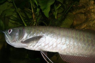金龍魚魚骨：什么是金龍魚魚骨 金龍魚魚骨：什么是金龍魚魚骨 龍魚百科 第3張